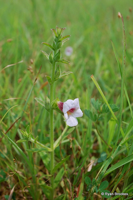 20090920-0797 Centranthera cochinchinensis (Lour.) Merr.