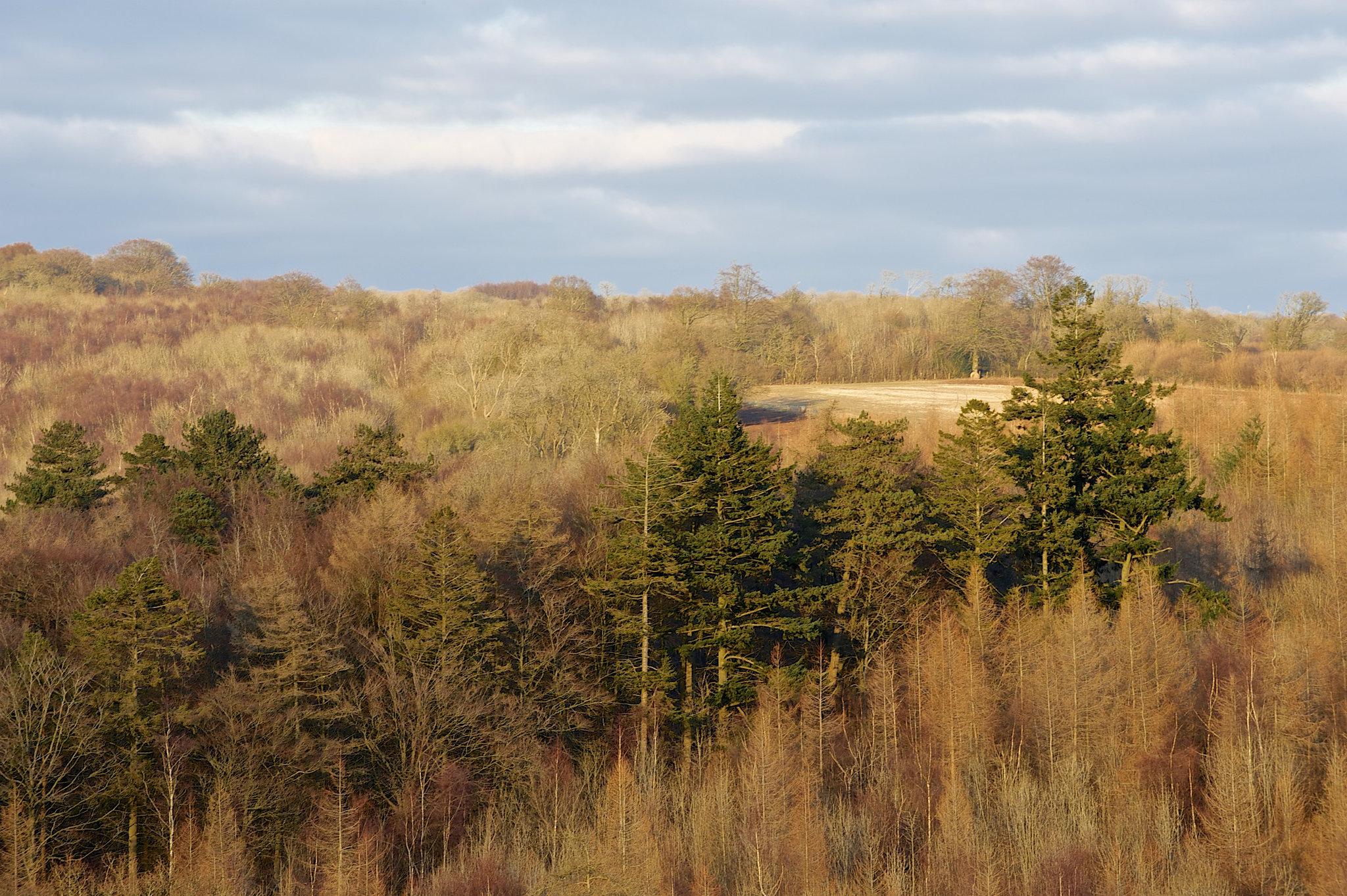 Golden Trees