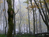 dans la forêt lointaine...le leibelthal