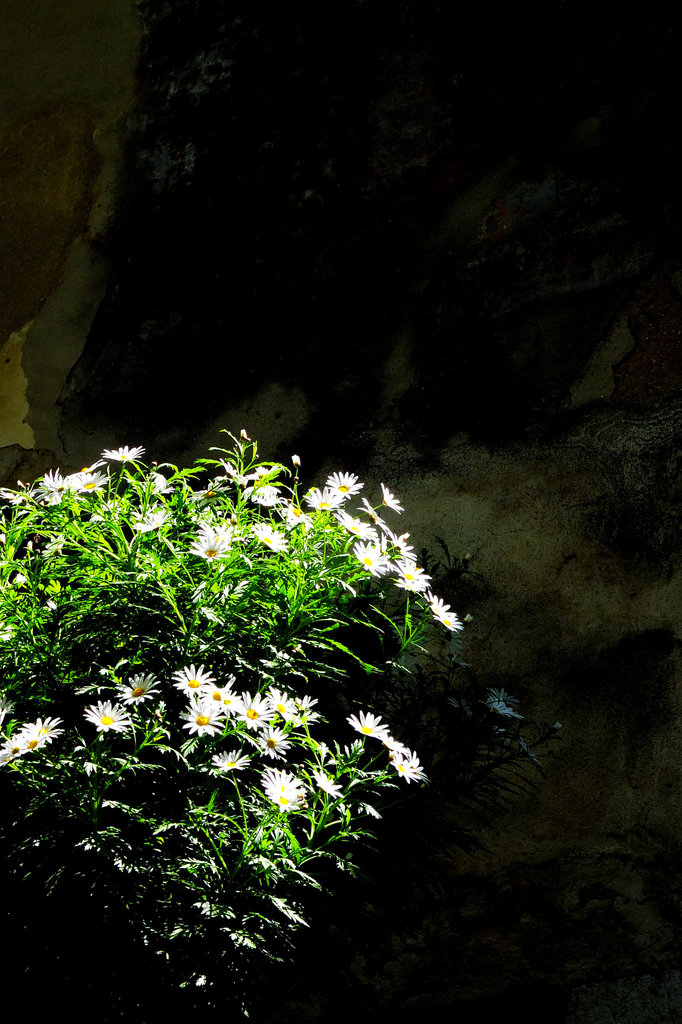 Lisbon X10 Springtime 1