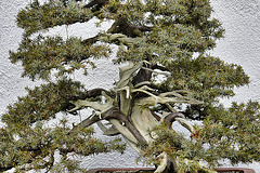 Bonsai Japanese Needle Juniper – National Arboretum, Washington DC
