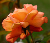 Rose orangée