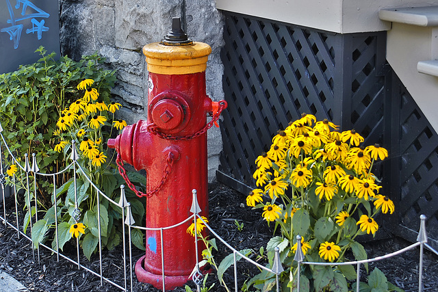 Fire Hydrant With Flowers – Somerville and Prince Albert Avenues, Westmount, Québec Fire Hydrant With Flowers – Somerville and Prince Albert Avenues, Westmount, Québec
