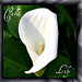 Calla Lily