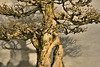 Bonsai Pomegranate Tree – National Arboretum, Washington DC