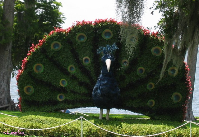 Largest peacock..