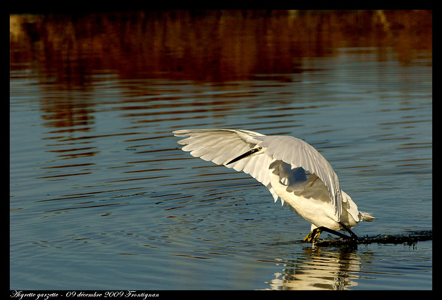 Aigrette garzette DSC08107