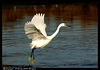 Aigrette garzette DSC08108