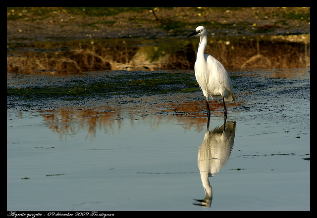 Aigrette garzette DSC08157