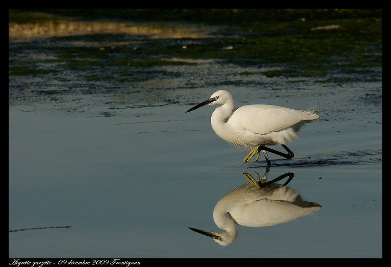 Aigrette garzette DSC08161