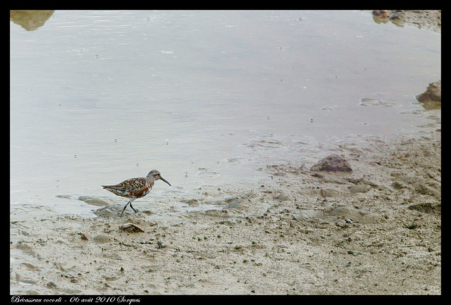 Bécasseau cocorli DSC09285