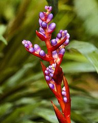 Bromiliad Buds – Brookside Gardens
