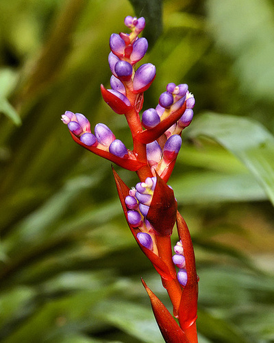 Bromiliad Buds – Brookside Gardens