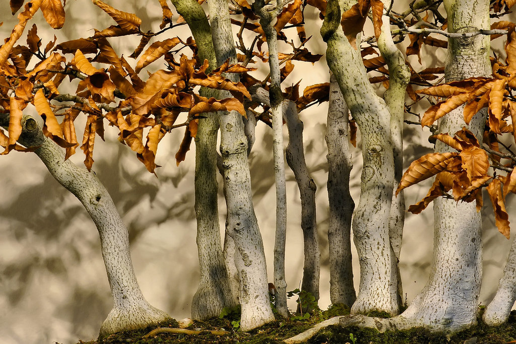 Bonsai Japanese Beech – National Arboretum, Washington DC