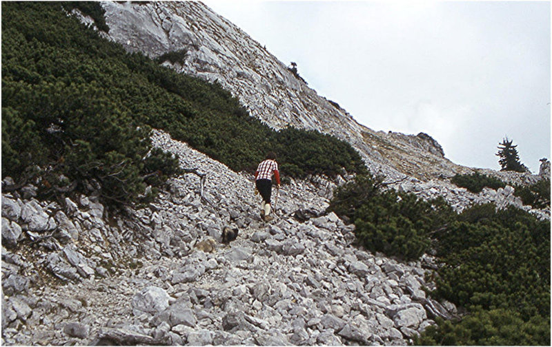 BGL 0228 78DIAw Pekinesen, Hochstaufen