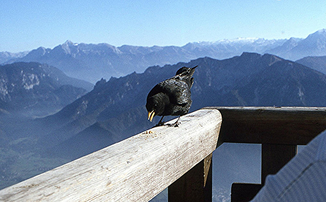 BGL 0234 1978DIAw Alpendohle (Pyrrhocorax garculus), Hochstaufen