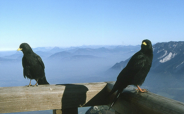 BGL 0235 1978DIAw Alpendohle (Pyrrhocorax garculus), Hochstaufen