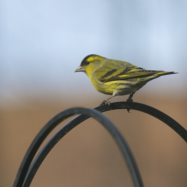 Siskin