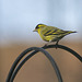 Siskin