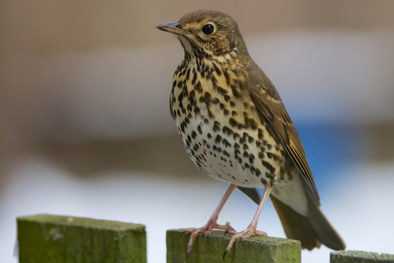 Thrush