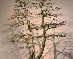 Bonsai Cedar Elm – National Arboretum, Washington DC