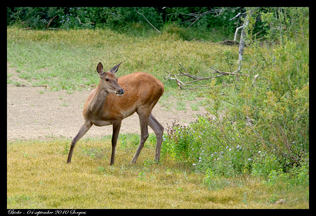 Biche DSC0745