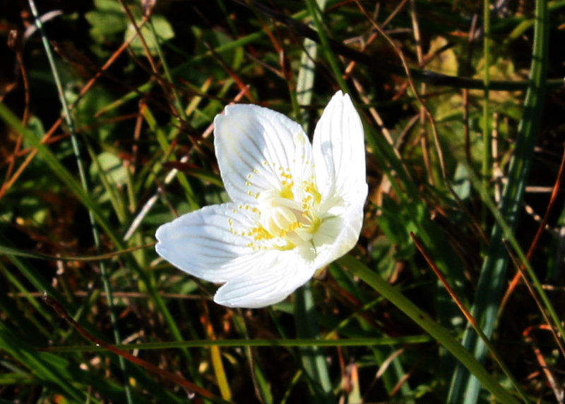 Grass of Parnassus