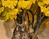 Bonsai Ginkgo – National Arboretum, Washington DC