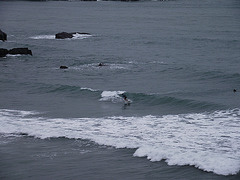 Surfer at Welcome Bay