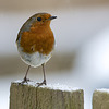 Robin