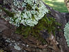 Lichen on the bark