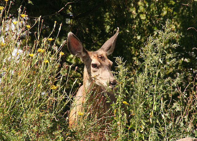 Deer