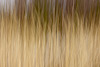 Reeds abstract