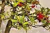 Bonsai Nepal Firethorn – National Arboretum, Washington DC
