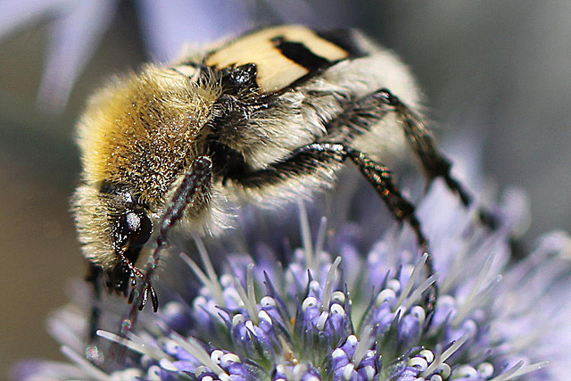 20100715 6596Mw [D~LIP] Pinselkäfer (Trichius fasciatus), Bad Salzuflen