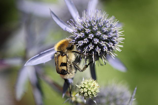 20100715 6599Mw [D~LIP] Pinselkäfer (Trichius fasciatus), Bad Salzuflen