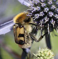 20100715 6600Mw [D~LIP] Pinselkäfer (Trichius fasciatus), Bad Salzuflen