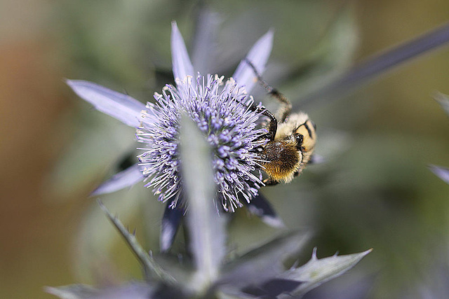 20100715 6603Mw [D~LIP] Pinselkäfer (Trichius fasciatus), Bad Salzuflen