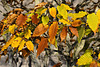 Bonsai Japanese Beech – National Arboretum, Washington DC