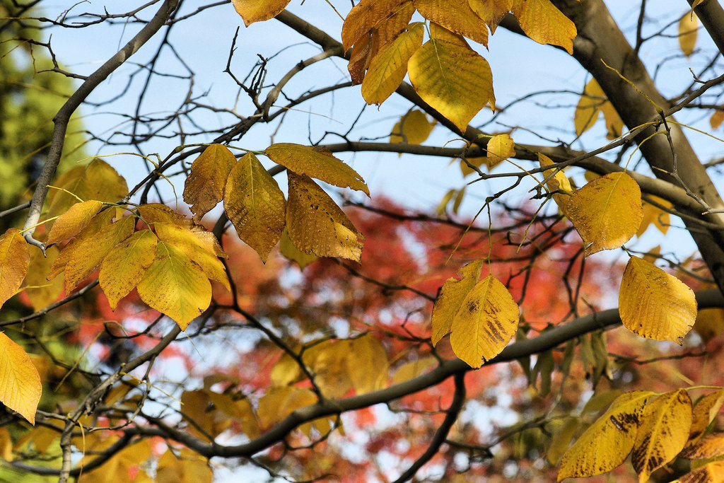 The Sun Shines Bright on the Old Kentucky Yellowwood – National Arboretum, Washington DC