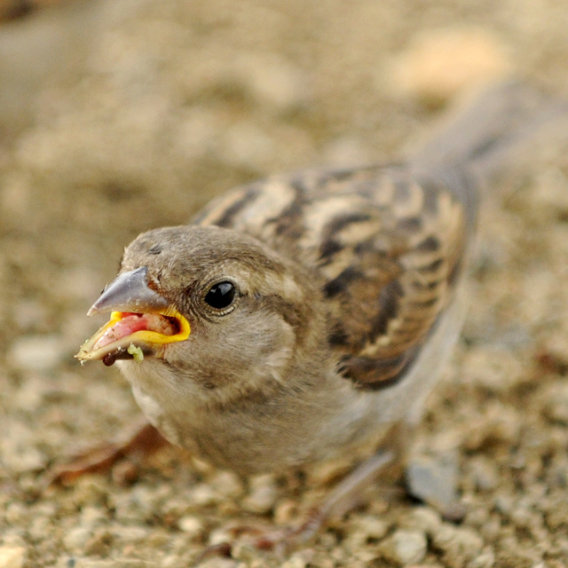 Spatz am Seligenstädter Mainufer