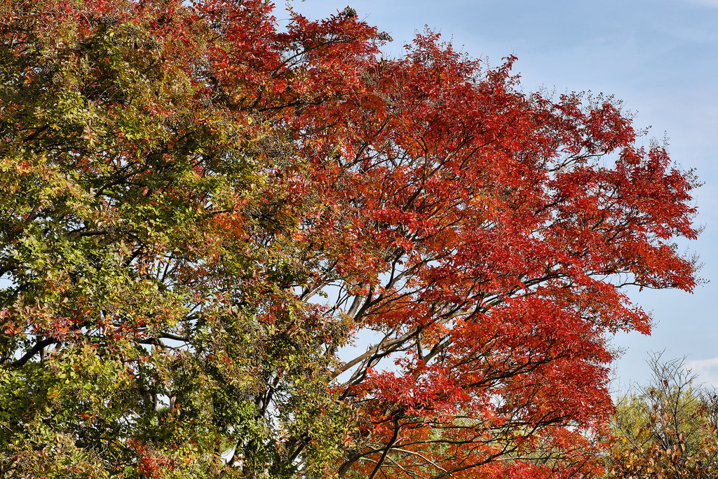 Hooray for the red, green and blue! – National Arboretum, Washington DC