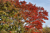 Hooray for the red, green and blue! – National Arboretum, Washington DC