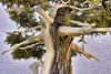 Bonsai Eastern White Cedar – National Arboretum, Washington DC
