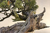 Bonsai California Juniper – National Arboretum, Washington DC