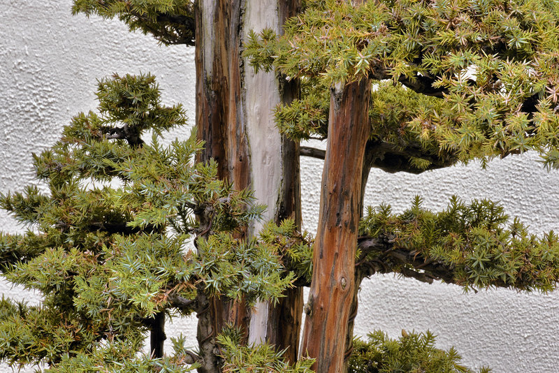 Bonsai Foemina Juniper – National Arboretum, Washington D.C.