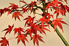 Bonsai Japanese Maple – National Arboretum, Washington DC