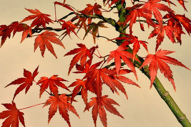 Bonsai Japanese Maple – National Arboretum, Washington DC