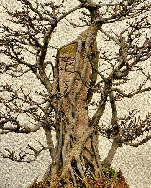 Bonsai Trident Maple – National Arboretum, Washington DC