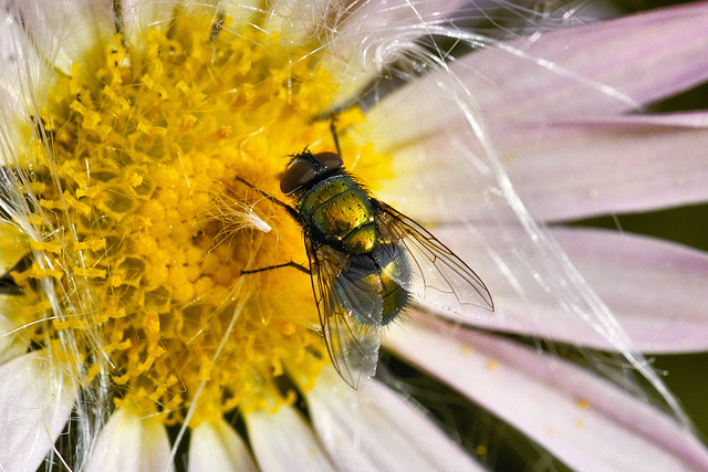 Green Bottle Fly